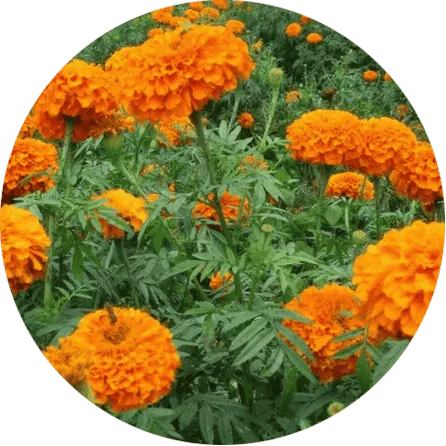 Visium Max lutein complex